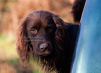 Gundog photography by Betty Fold Gallery of Hawkshead Cumbria